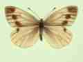 Pieris napi female (aberrant form fuscosignata + magnomaculata) (Internet Image property of respective owner, non-commercial use only)